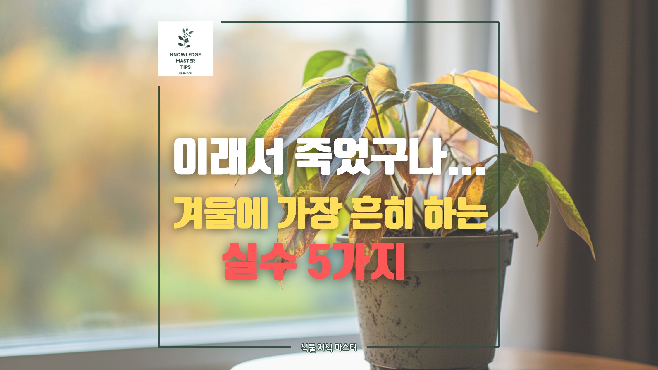 겨울철 식물 관리, 가장 흔히 하는 실수 5가지