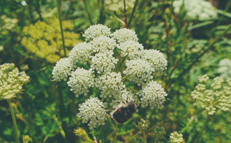 국립한국자생식물원