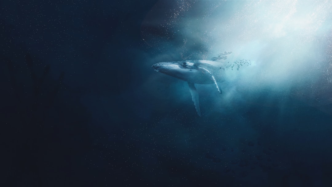 Orca
