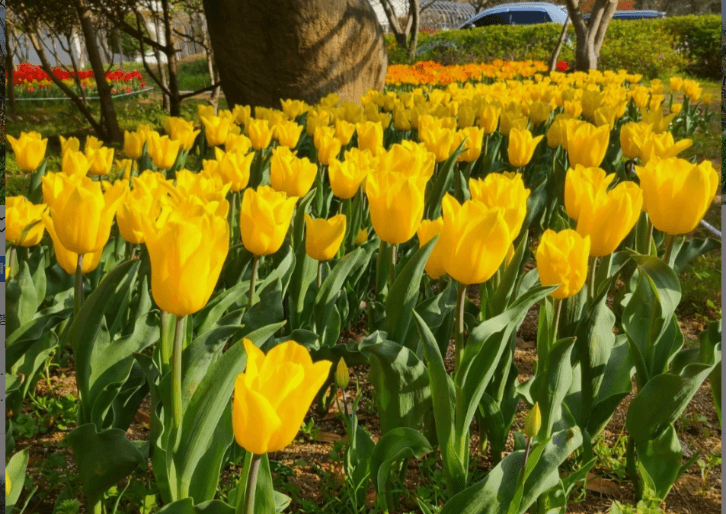 4월 축제 하는곳