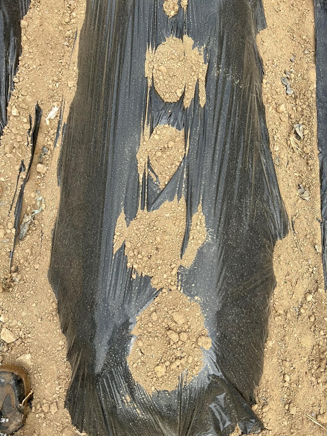 감자 파종 방법