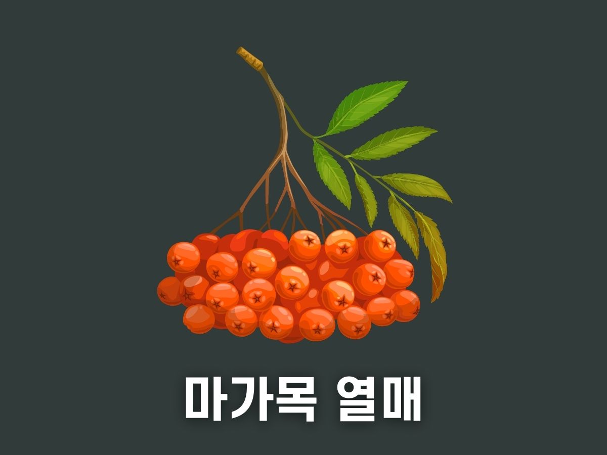 마가목 열매 효능 가격 먹는법 정리