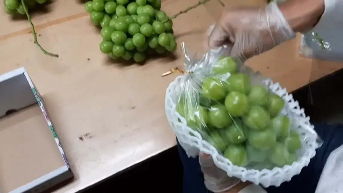 샤인머스켓 보관법 효능 가격