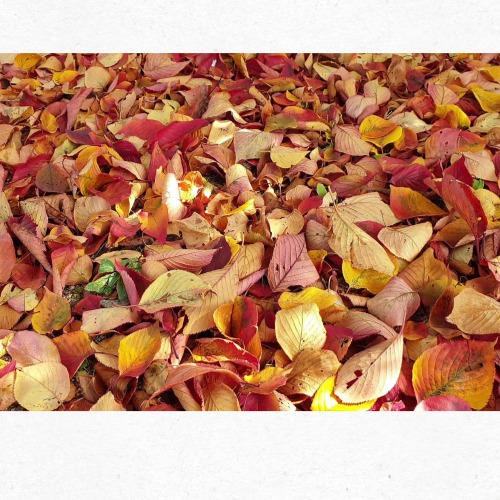 8월 7일 입추 달력 표시 이미지