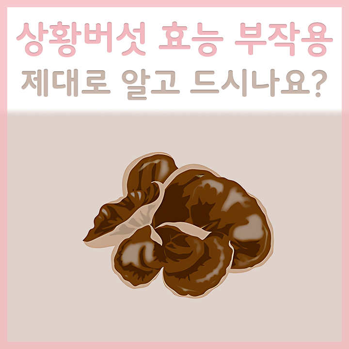 상황버섯