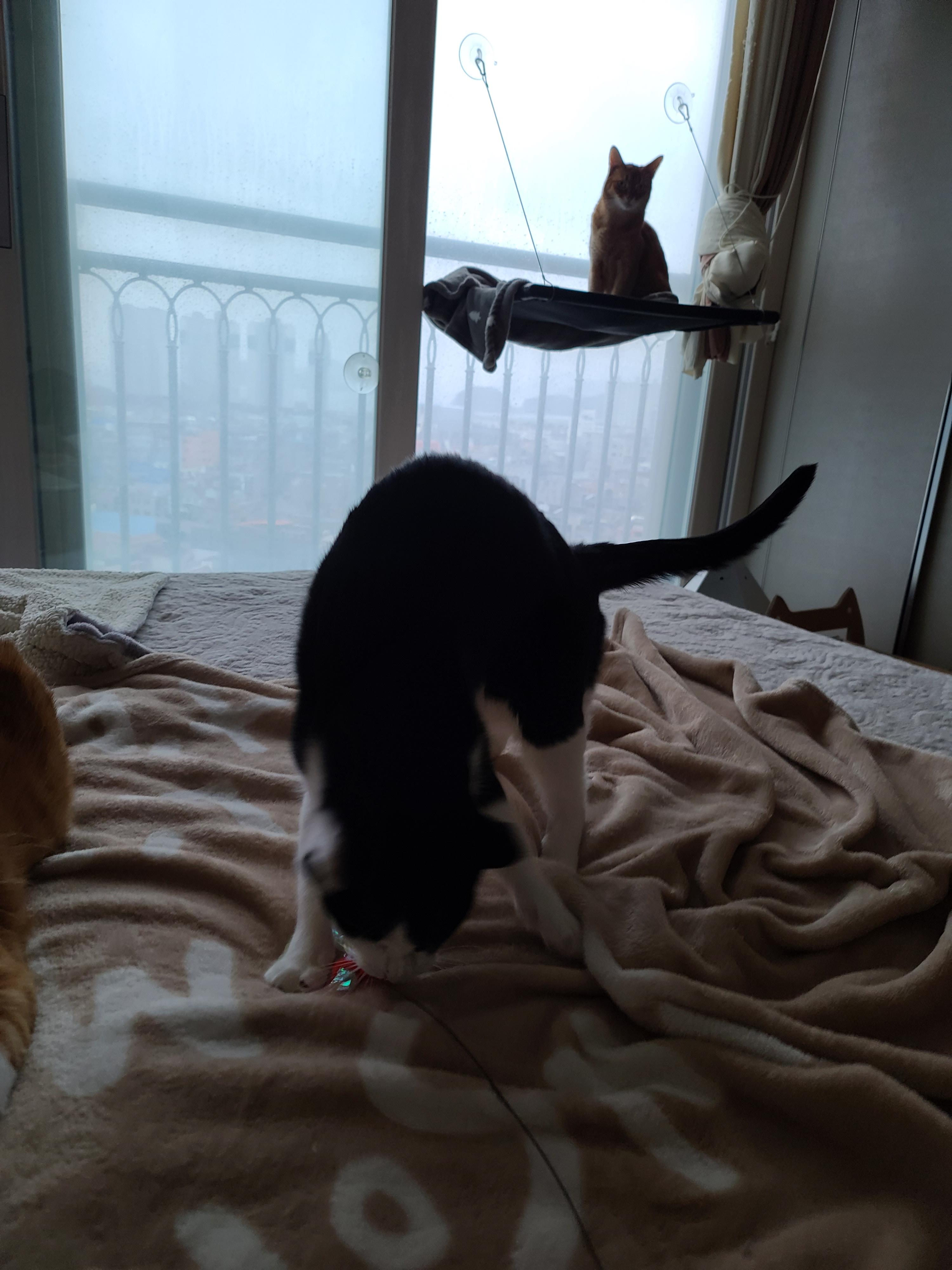 비오는 날 아침. 퇴원한 호야 컨디션 체크를 위해 시작된 사냥놀이.