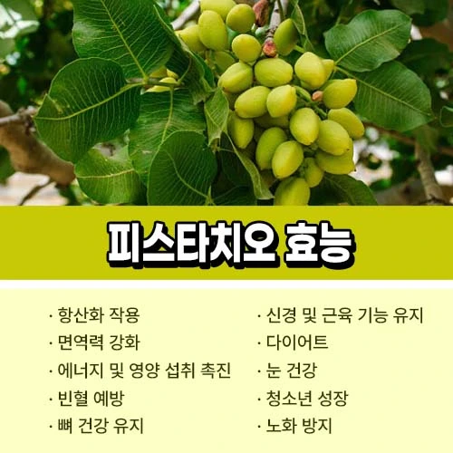 피스타치오 효능