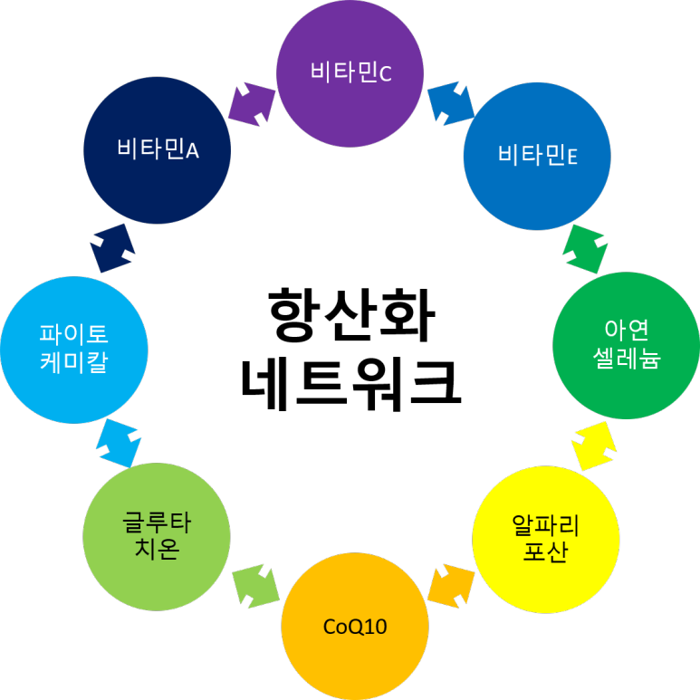 항산화 네트워크