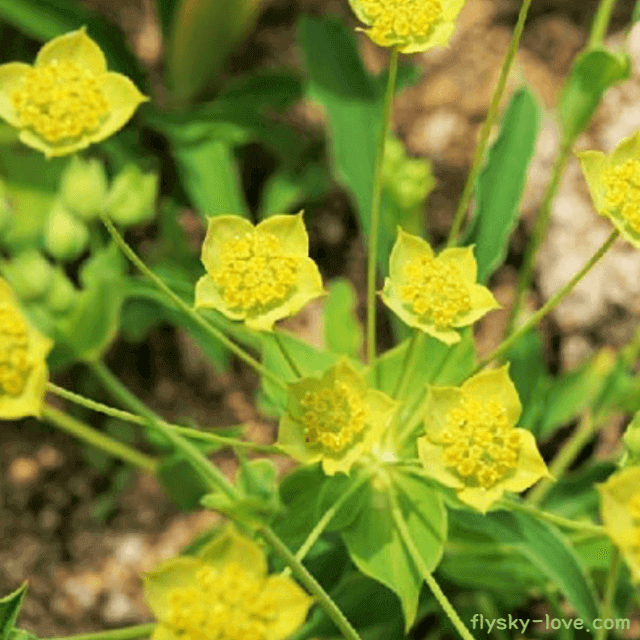 간 건강에 좋은 시호