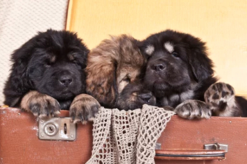 티베탄 마스티프 사진