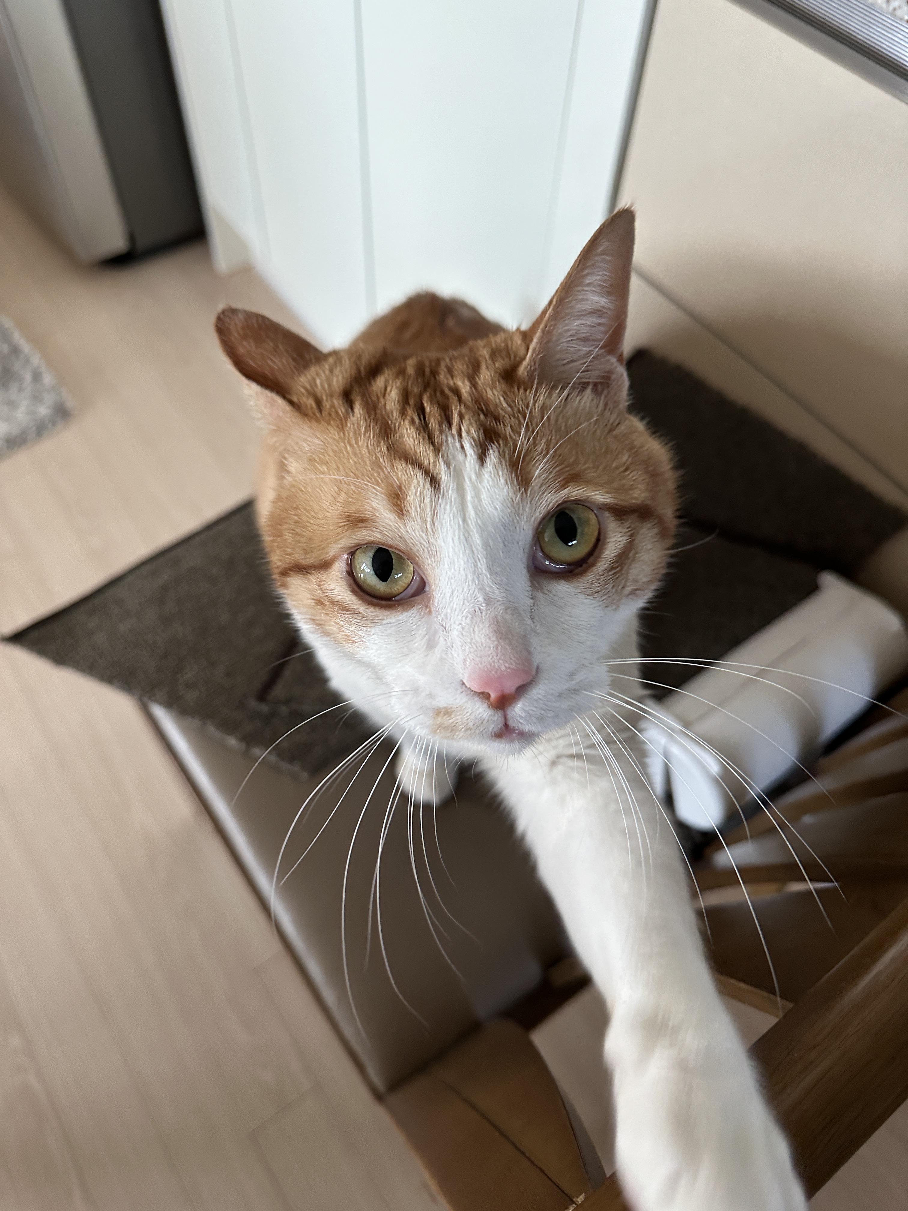 소심한 막둥이가 엄마를 지키는 방법 (feat.긴장해서 코까지 빨개진 막둥이)