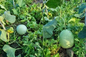 박 재배 직파 심기 순 따기 말림 보관_4