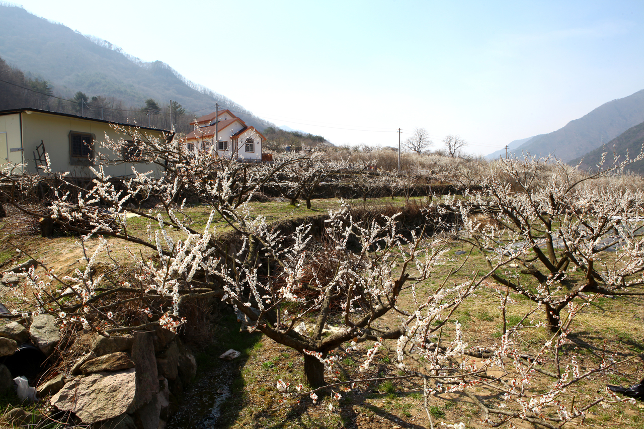 원동 매화 꽃축제