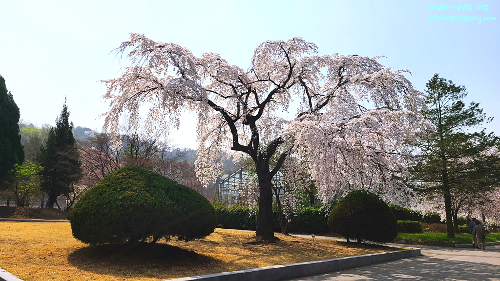 국립현충원-수양벚나무