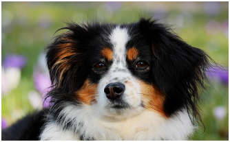 동물등록번호 확인