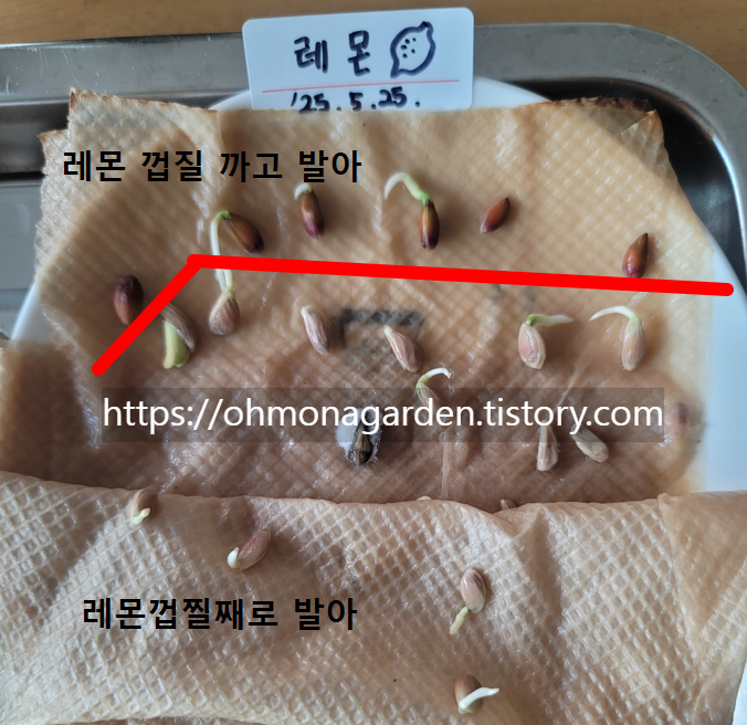 레몬껍질 까고 발아한 씨앗 vs. 레몬껍찔째로 발아한 씨앗 모습. 모두 뿌리가 잘나고 있다.