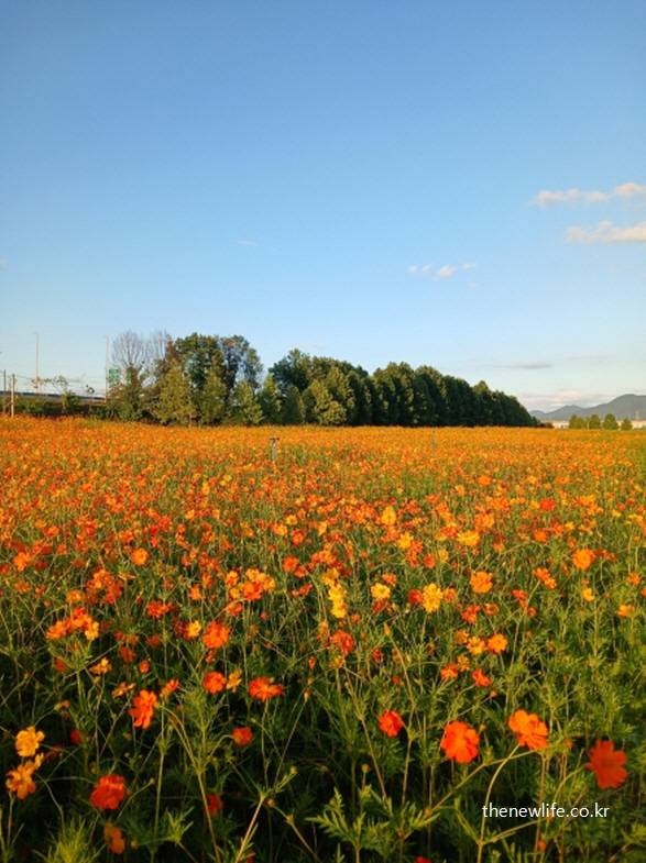 구리 한강시민공원 황화코스모스 군락과 가을 하늘