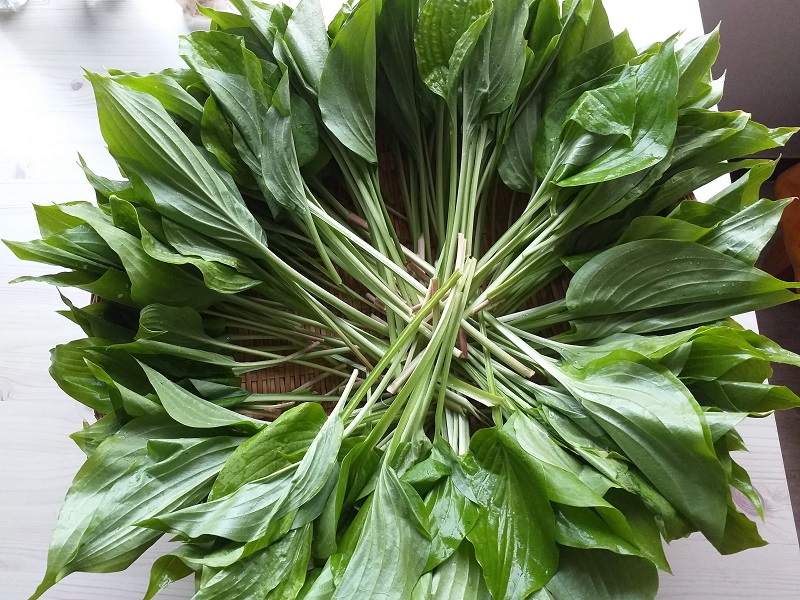 산마늘, 명이나물 장아찌