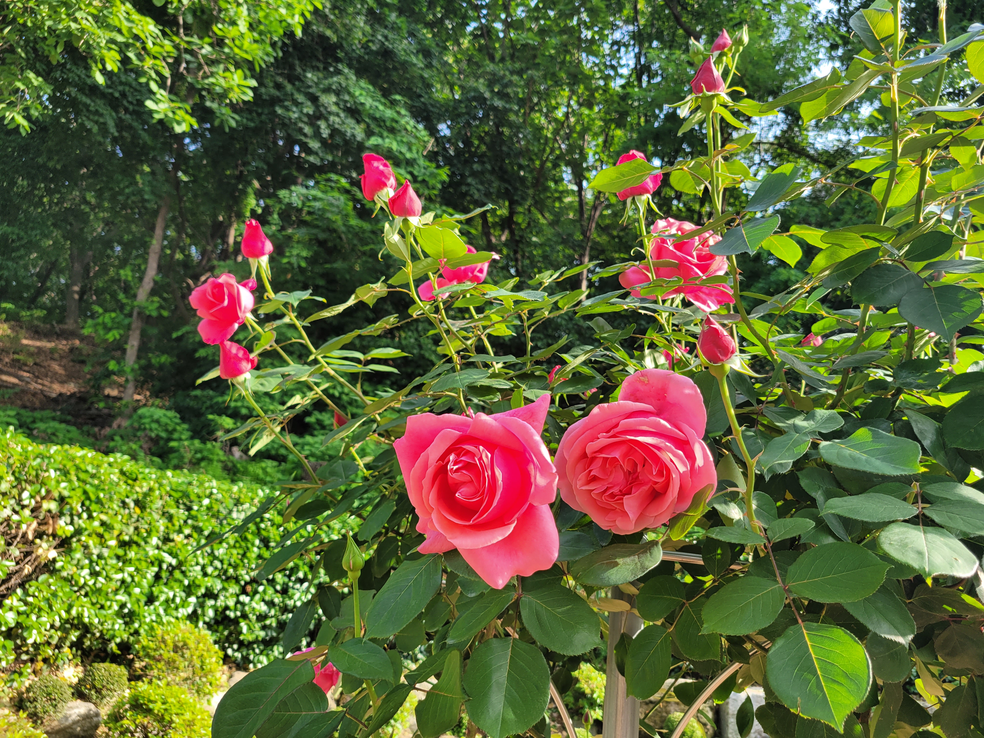 활짝 핀 장미꽃