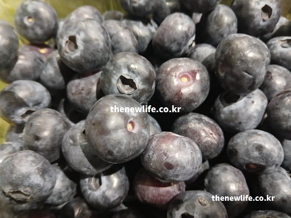 블루베리 효능 중 피부 미용에 탁월한 폴리페놀과 비타민 C가 가득한 블루베리 실사진