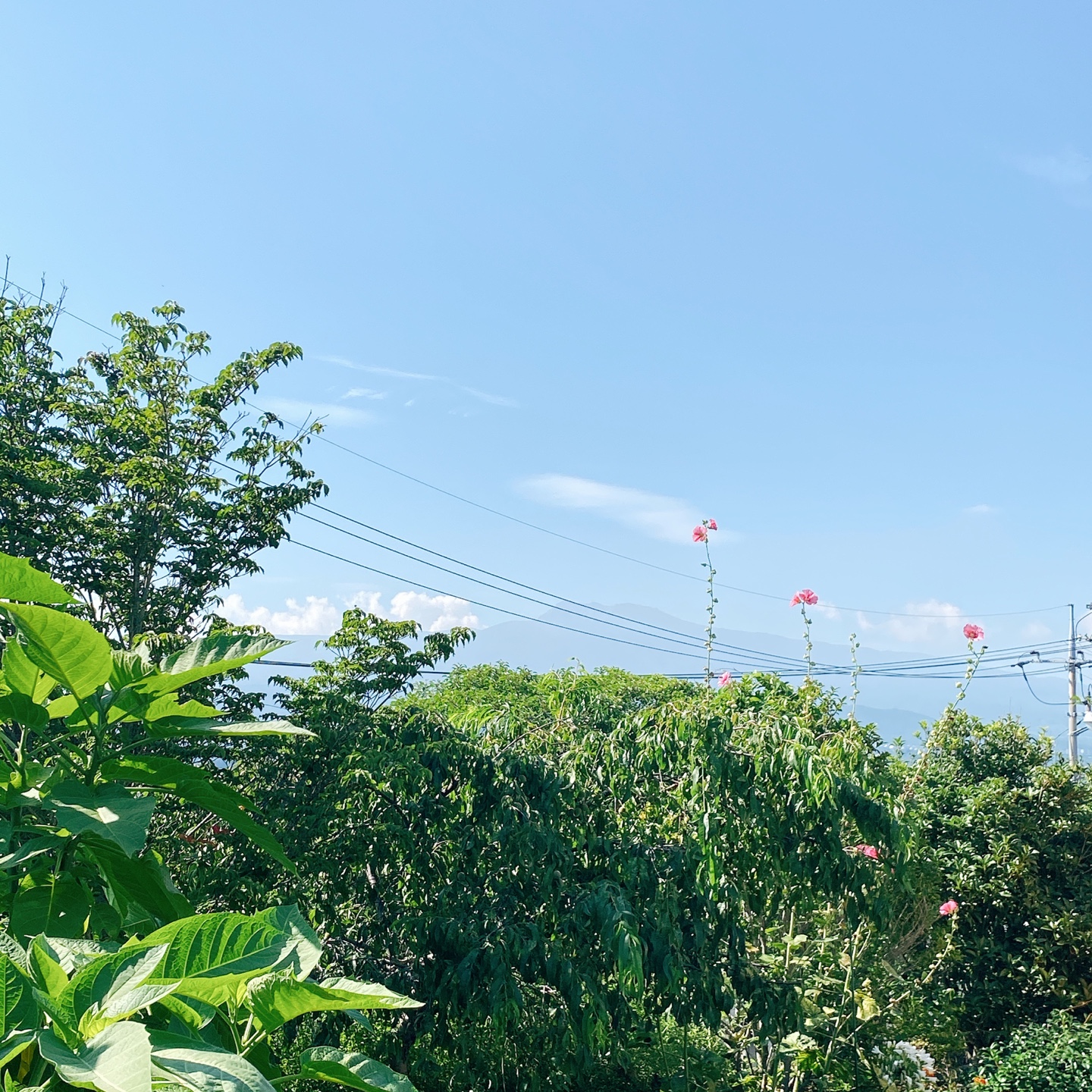 제주 서귀포 블라썸 꽃이피다 카페 인생샷 맛집