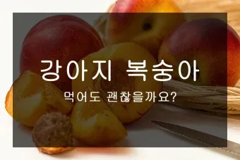 강아지 천도복숭아 먹어도 될까 안전한 급여 방법_9