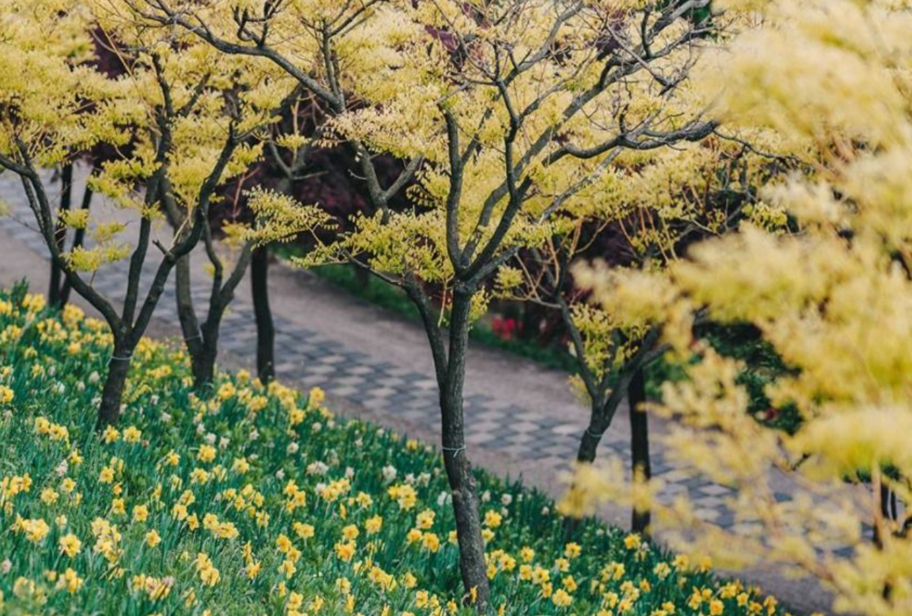 피나클랜드 백만송이 튤립 수선화 봄꽃대향연