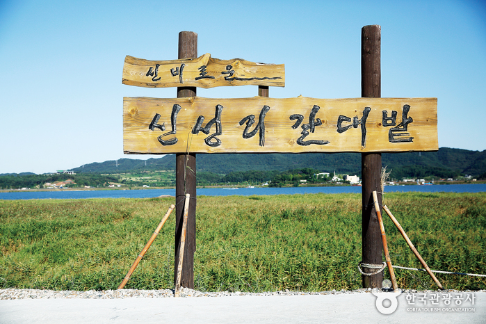 충남 서천의 가을 명소, 신성리 갈대밭
