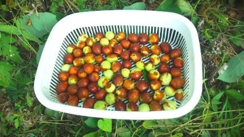 생과용-건과용-대추-수확시기-수확