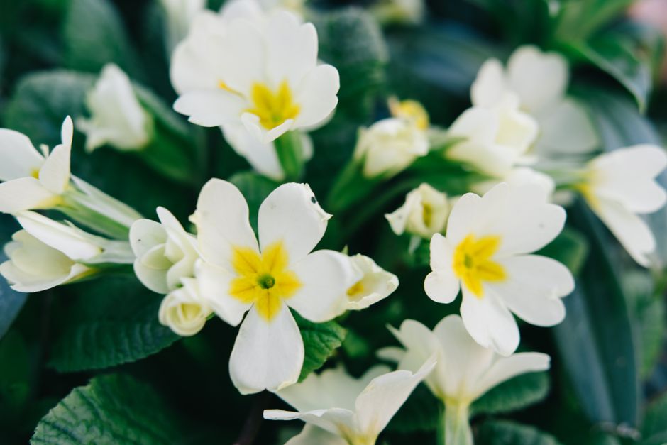 Bright and detailed white primrose flowers with yellow centers captured in a stunning close-up, showcasing nature's beauty.