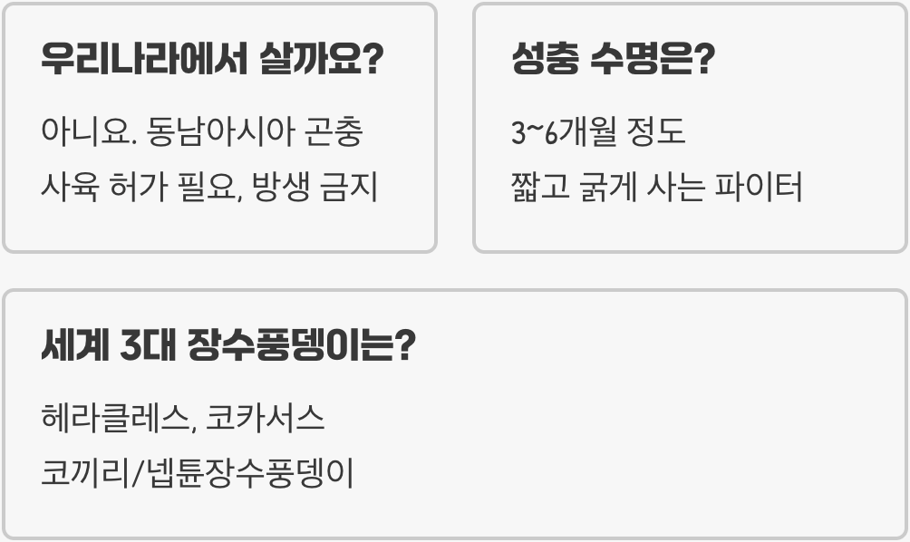 코카서스장수풍뎅이 특징 세 갈래의 거대한 뿔을 가진 압도적인 외형 포인트