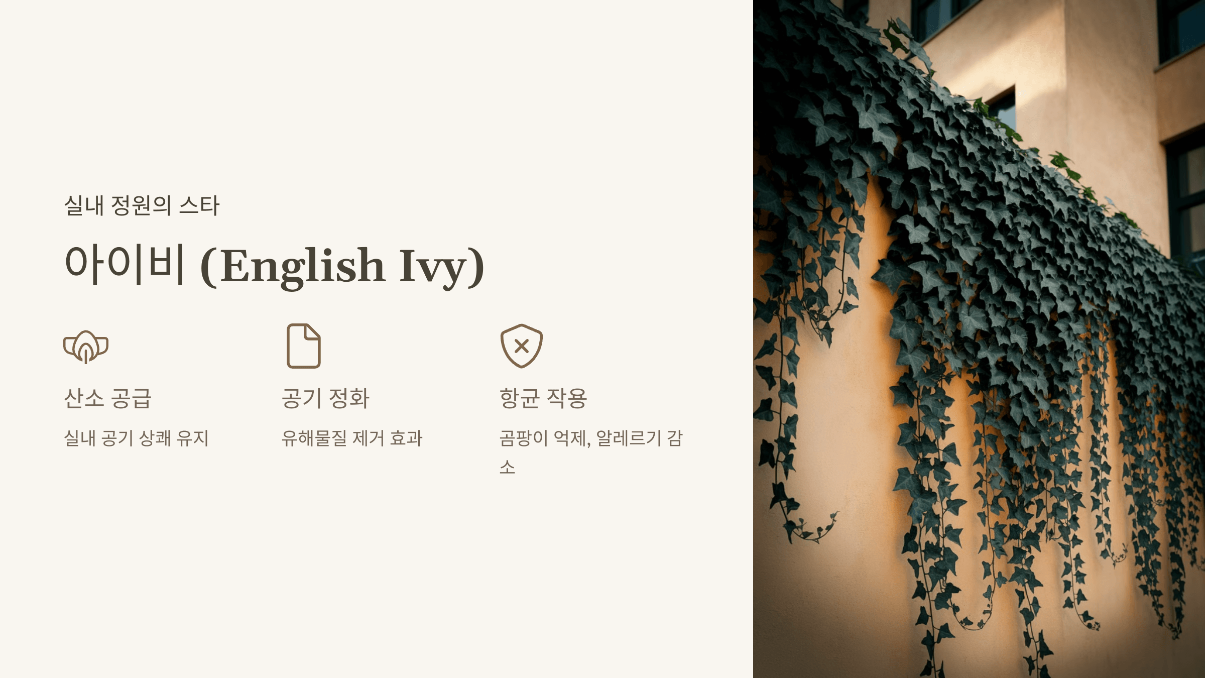 아이비 (English Ivy)