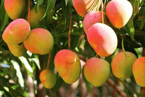 와일드망고 효능07