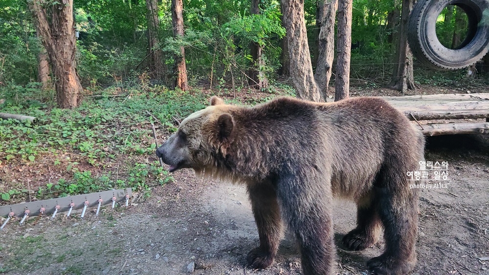 에버랜드 사파리 월드 꿀팁 (예약, 트램 좌석), 자유이용권 할인