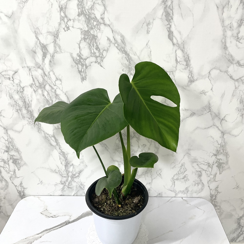 몬스테라 키우기 물주기 수경재배 분갈이 가지치기