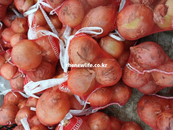 붉은색 망에 가득 담겨 창고에 쌓여 있는 수많은 저장 양파들의 고화질 실물 사진