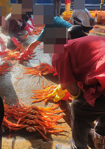 크기별로 분류하고 있는 강구항 위판장