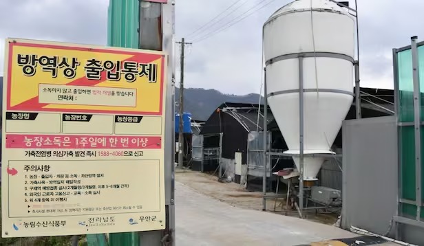 구제역 위기경보 ‘심각’ 단계… 전남 전역 확산에 방역 총력전