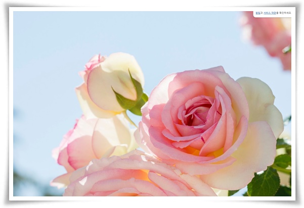 "장미" 천 년의 사랑을 품은 아름다움의 상징 매혹적인 꽃!고