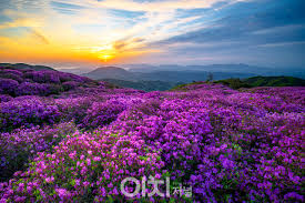 제28회 황매산 철쭉제 기본일정과 프로그램 소개