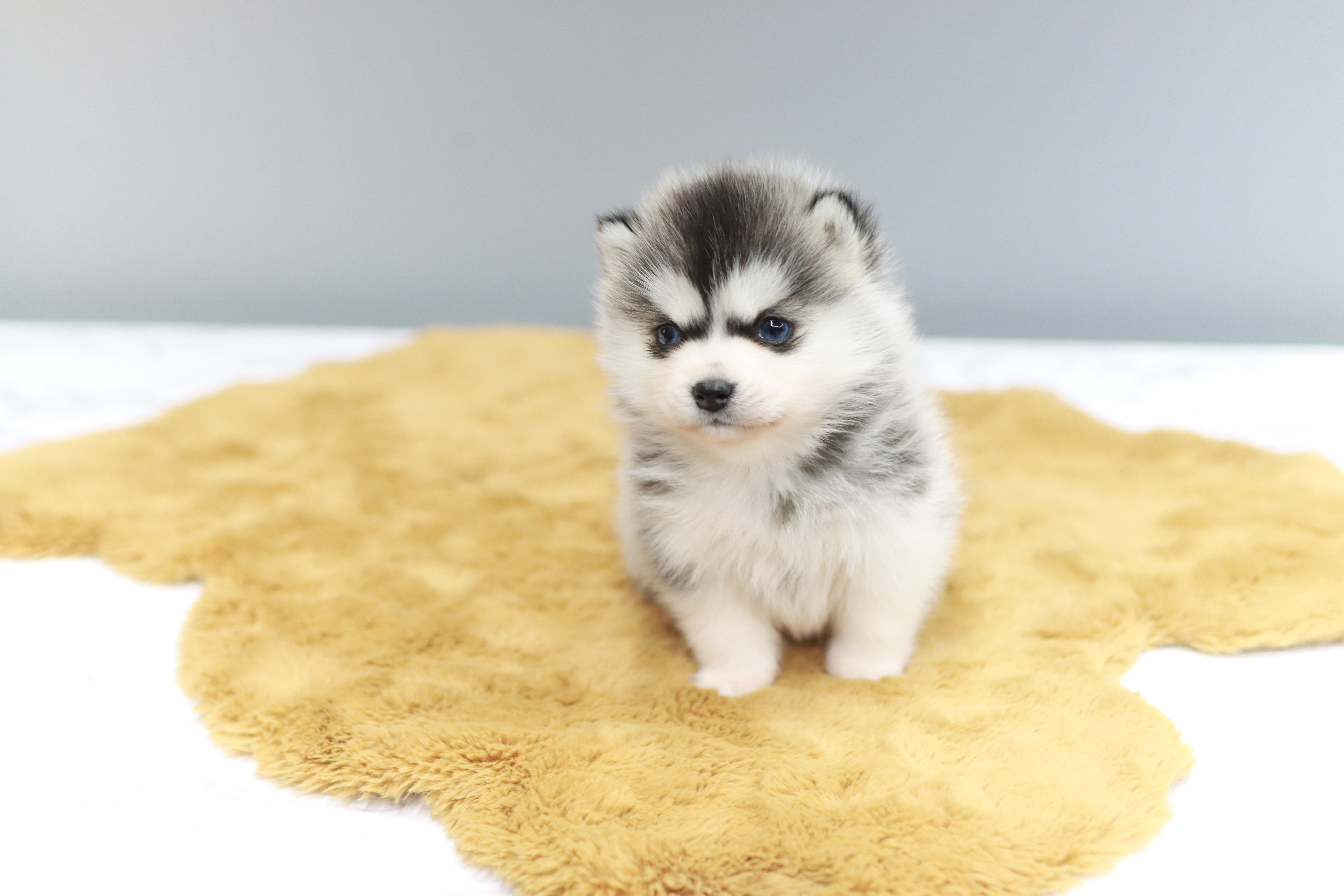 폼스키분양멀티펫