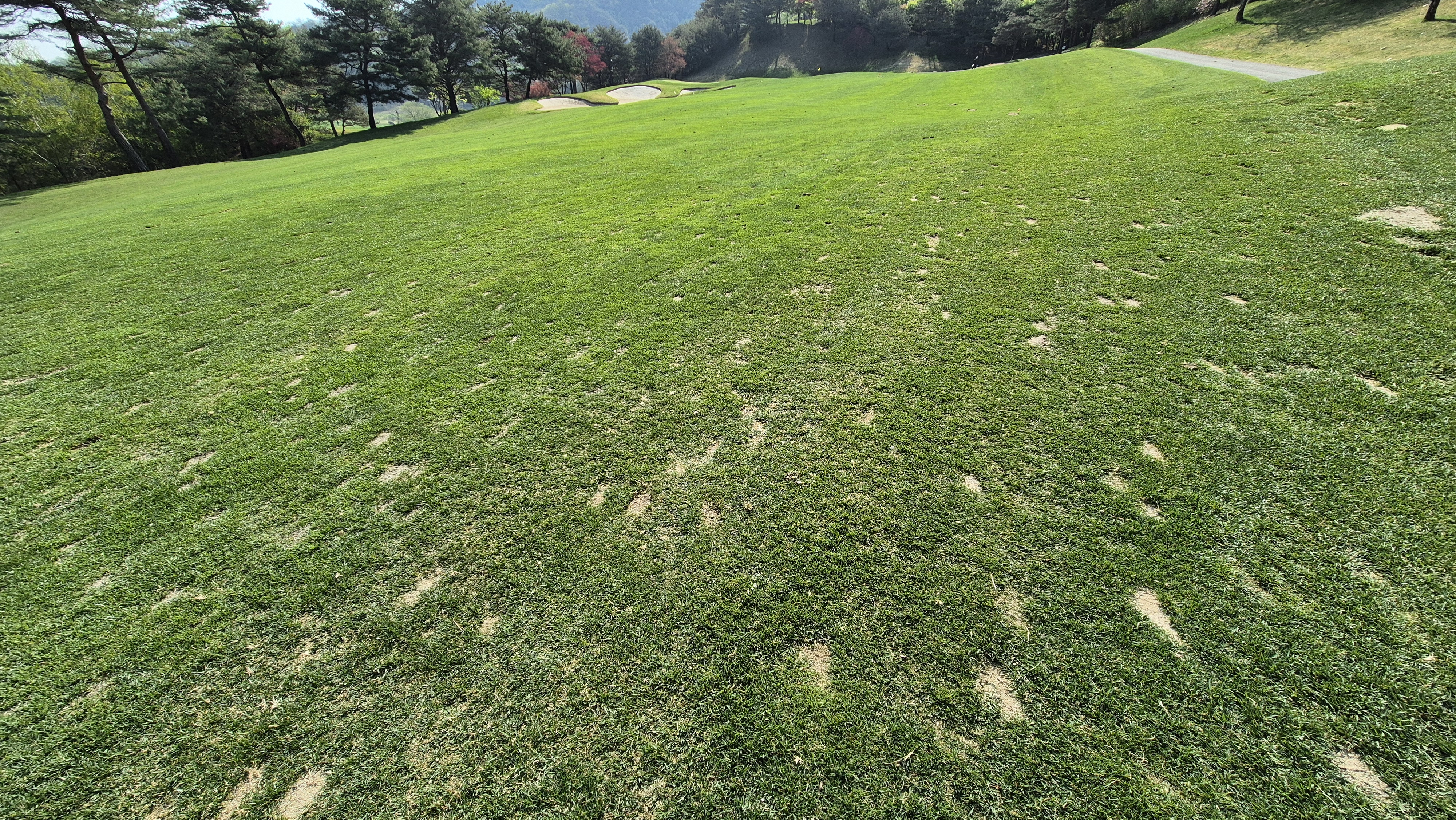 소노펠리체cc 비발디파크 웨스트