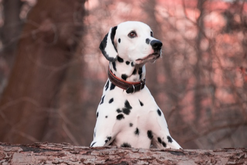 달마시안(Dalmatian) 이미지