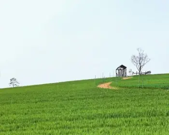 고창 청보리밭 축제_14