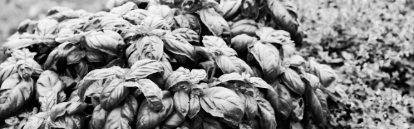 바질 키우기: 모종 &middot; 씨앗