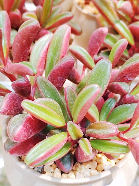 작은 공간에서 키우기 좋은 소형 식물