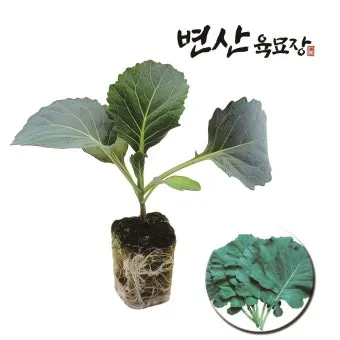 콜라드 재배 상자 텃밭 배양토 배합 병해 줄이기_9