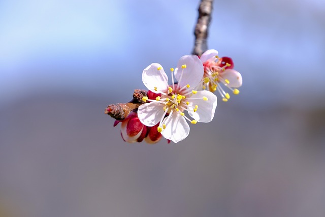말린살구의 효능