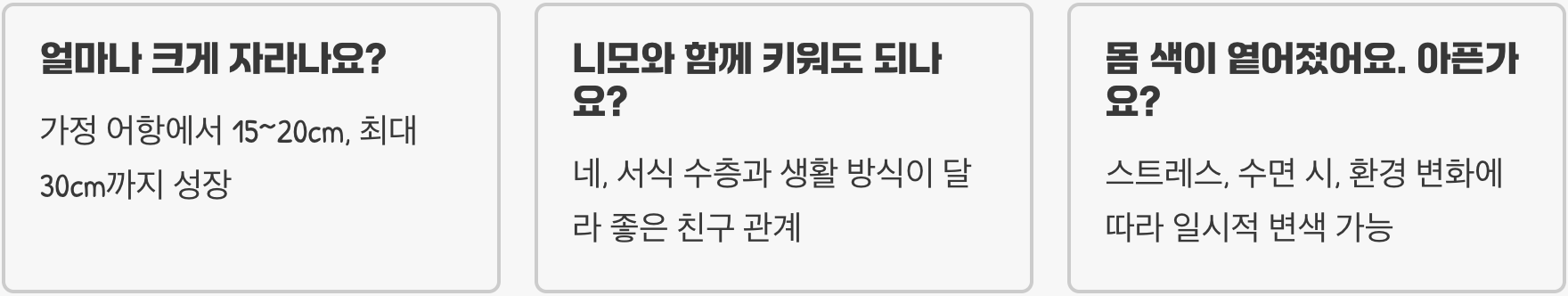 블루탱 키우기 완벽 가이드 (어항, 먹이, 수명 총정리)
