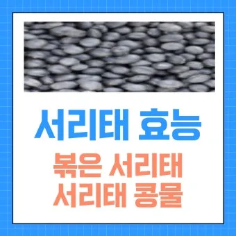 서리태 효능 콩물 만드는방법 수확시기 서리태콩 정보_19